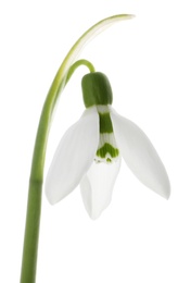 Photo of Beautiful snowdrop isolated on white. Spring flower