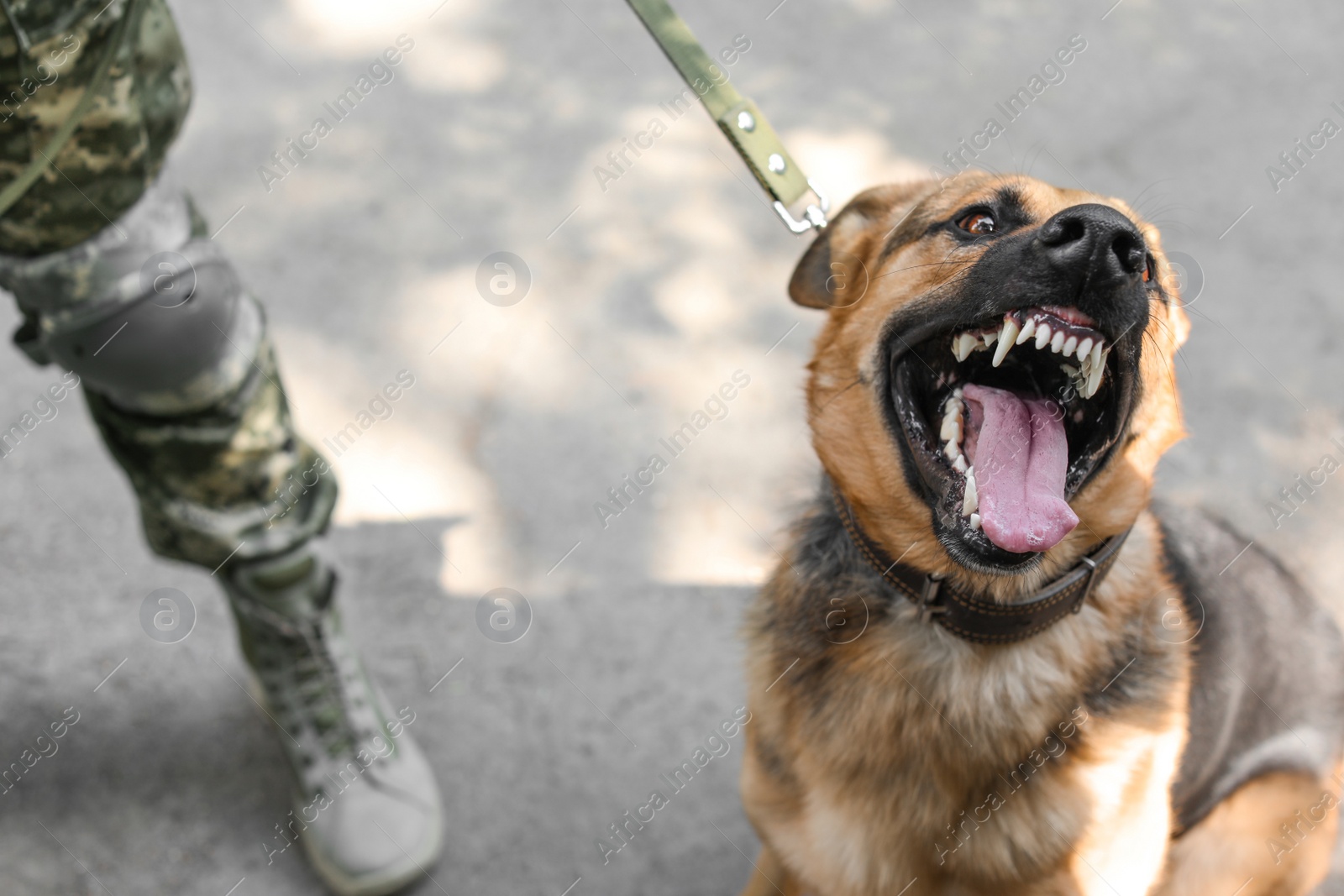 Photo of Man in military uniform with German shepherd dog outdoors