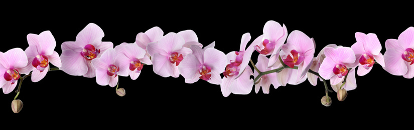 Image of Branch of beautiful orchid on black background. Banner design
