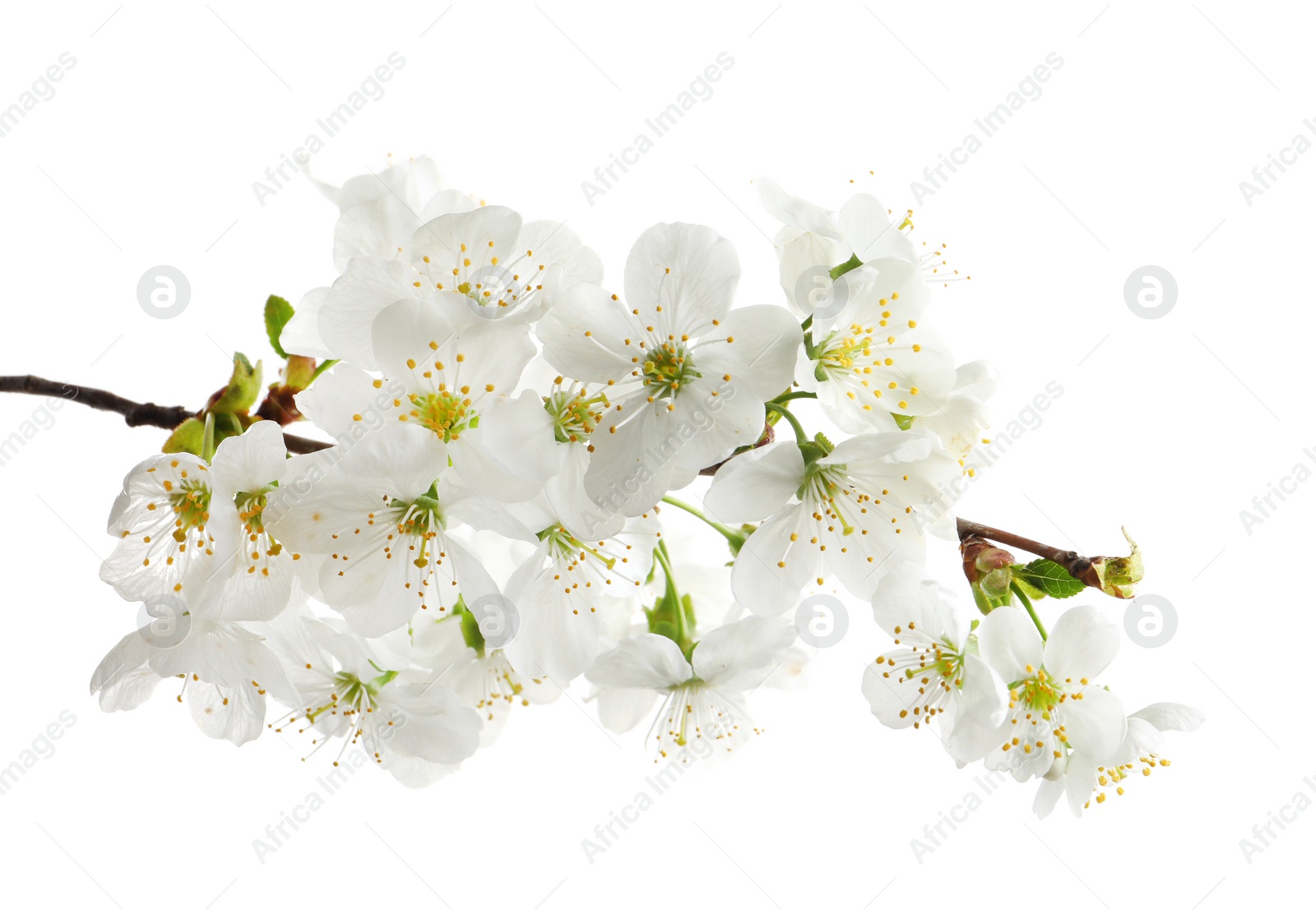 Photo of Beautiful blossoming branch on white background