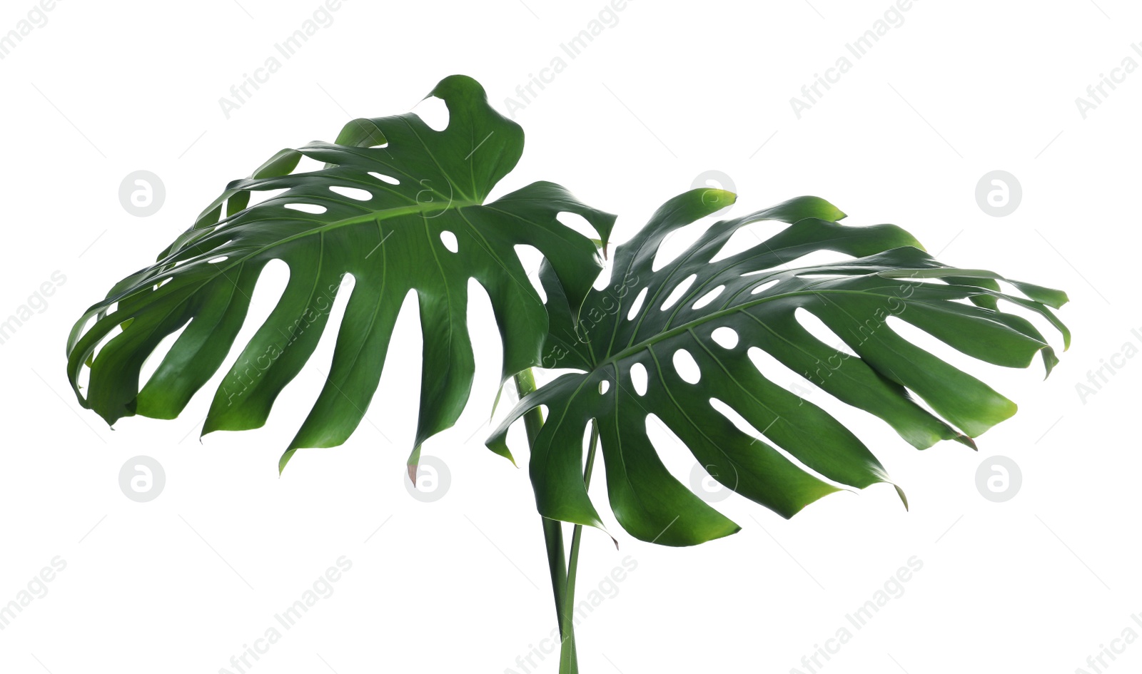 Photo of Green fresh monstera leaves on white background. Tropical plant