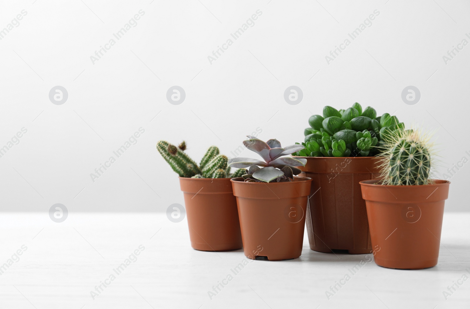 Photo of Beautiful succulent plants in pots on white table against light background, space for text. Home decor