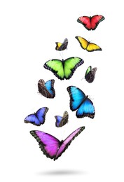 Image of Many beautiful colorful butterflies flying on white background