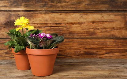 Photo of Different beautiful blooming plants in flower pots on wooden table, space for text