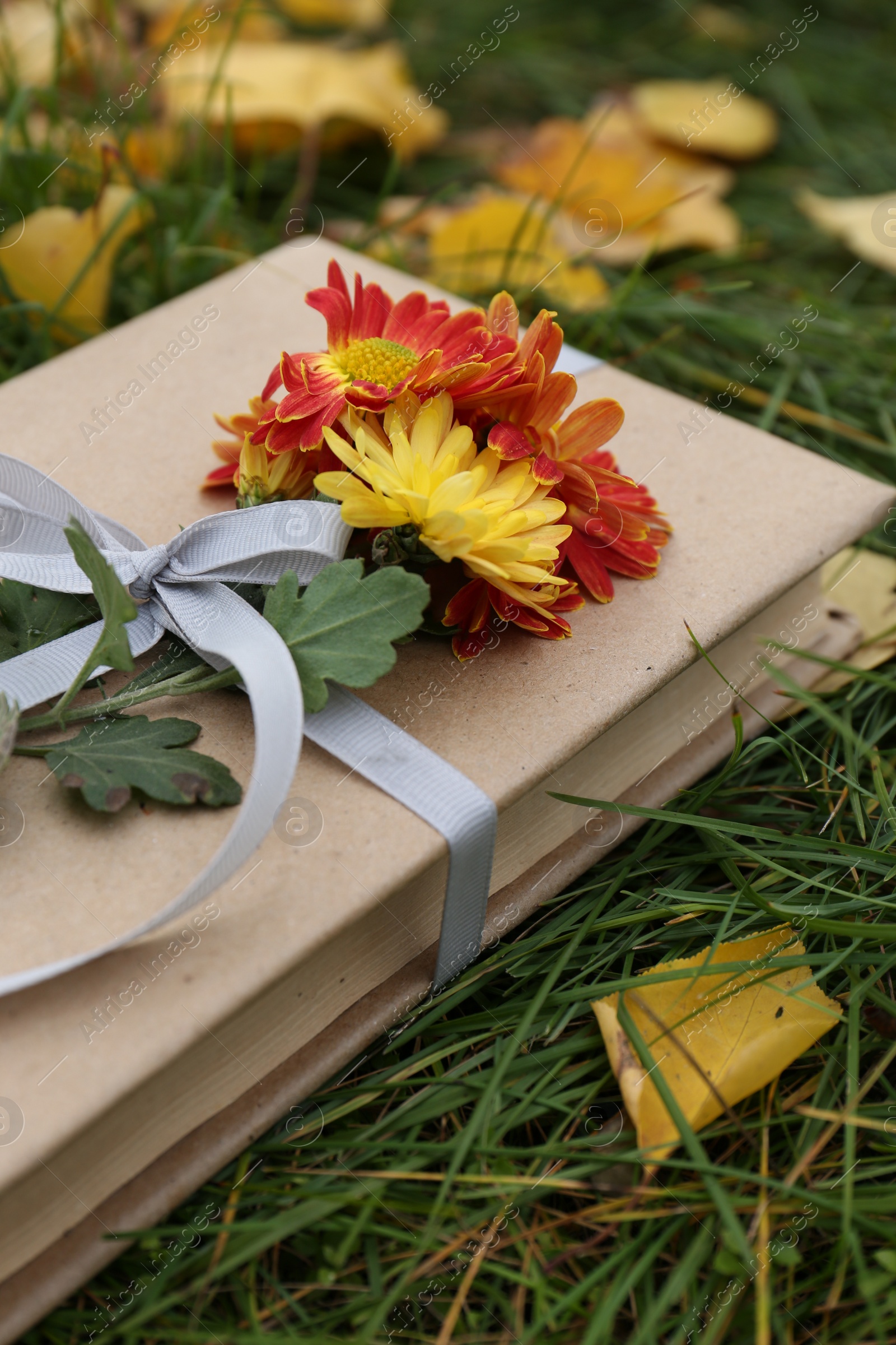 Photo of Book decorated with chrysanthemum flowers on grass outdoors, closeup