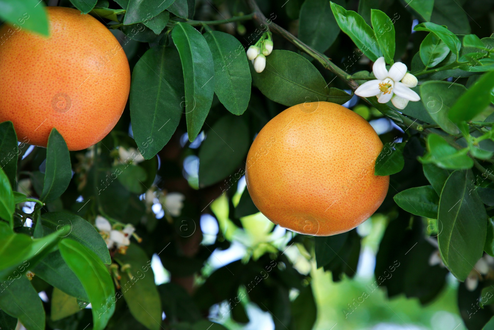 Photo of Ripening grapefruits and flowers growing on tree in garden