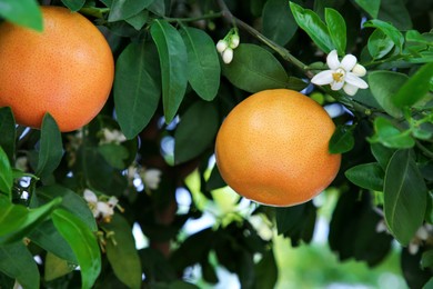 Photo of Ripening grapefruits and flowers growing on tree in garden