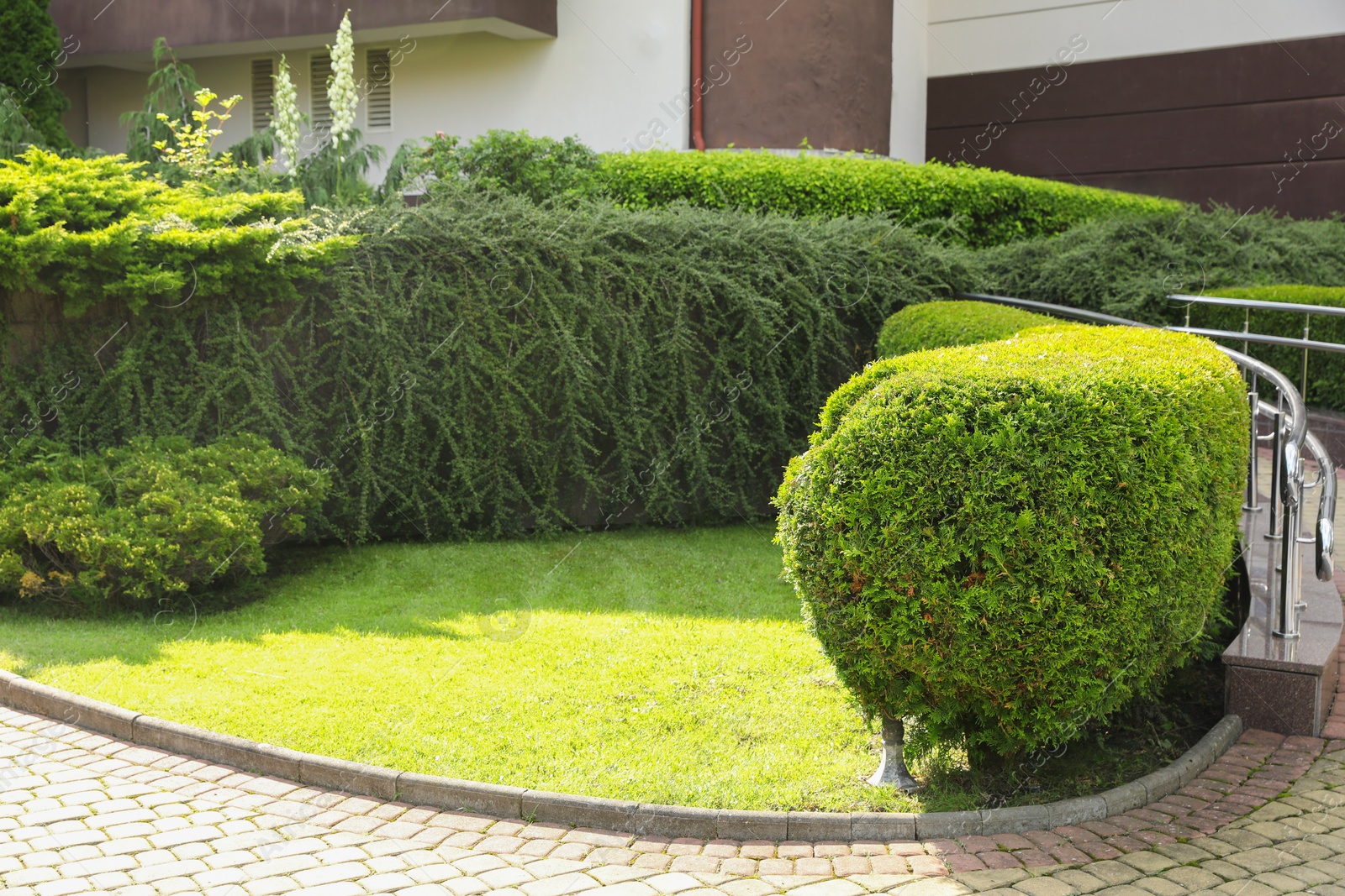 Photo of Beautiful green plants growing outdoors. Gardening and landscaping