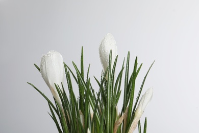 Photo of Beautiful crocuses with dew drops on white background