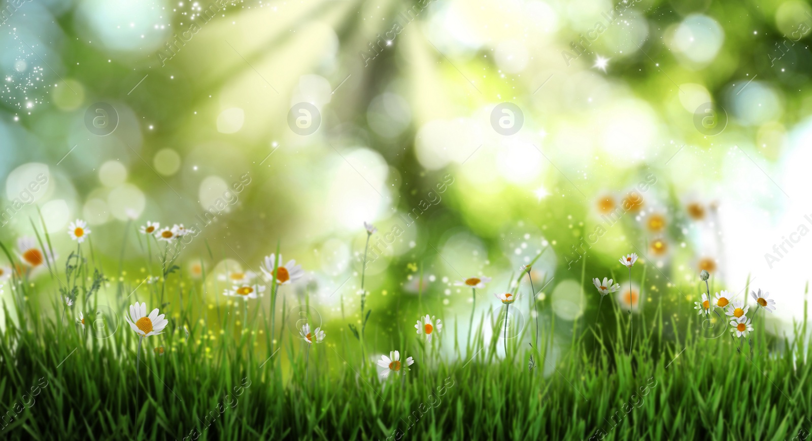 Image of Beautiful blooming chamomiles in green meadow on sunny day , bokeh effect