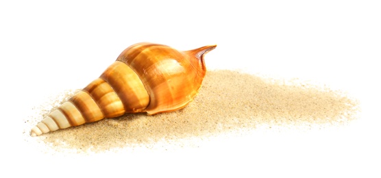 Photo of Beautiful sea shell and sand on white background