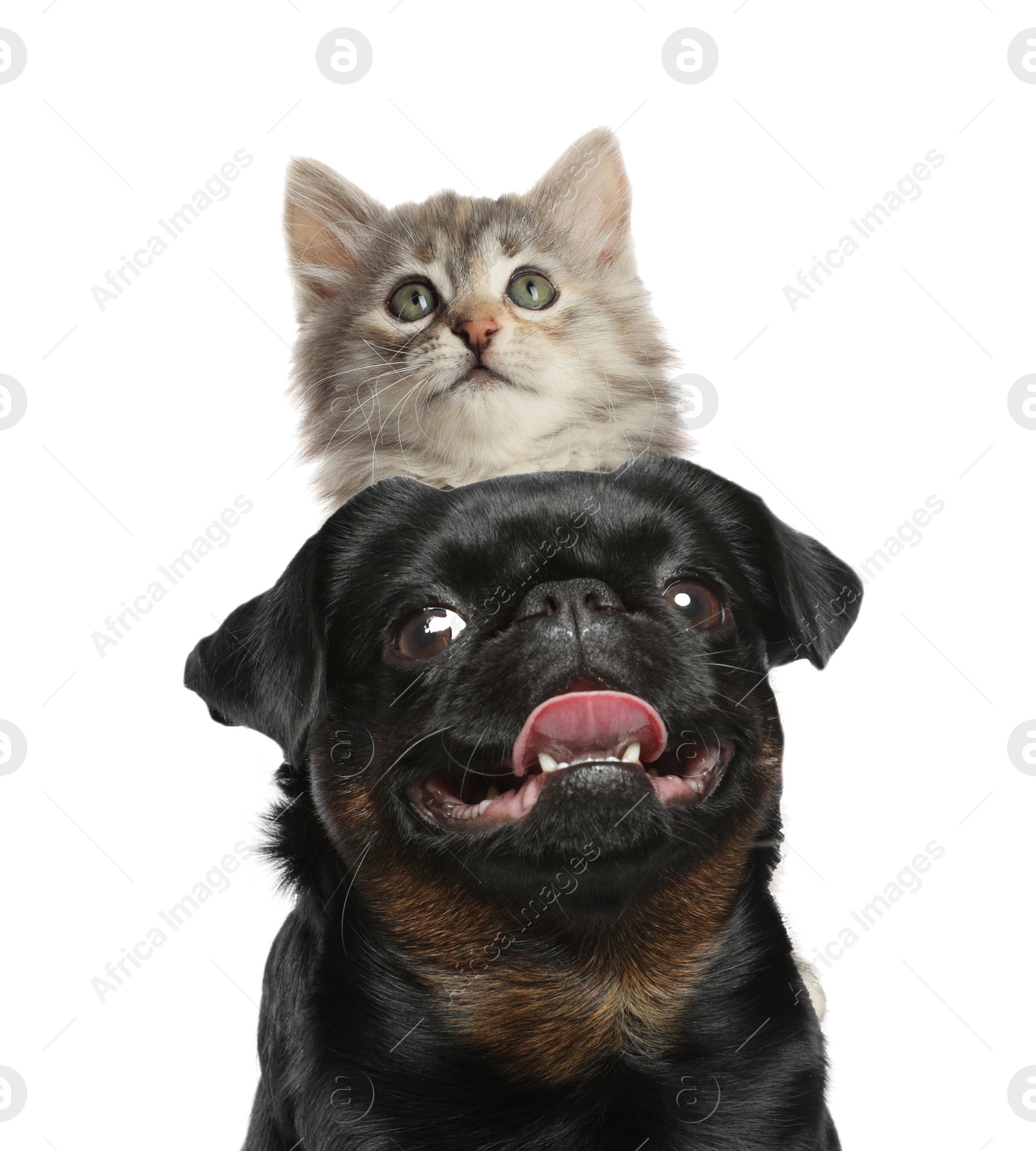 Image of Adorable cat and dog on white background. Cute friends