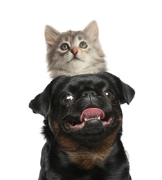 Image of Adorable cat and dog on white background. Cute friends