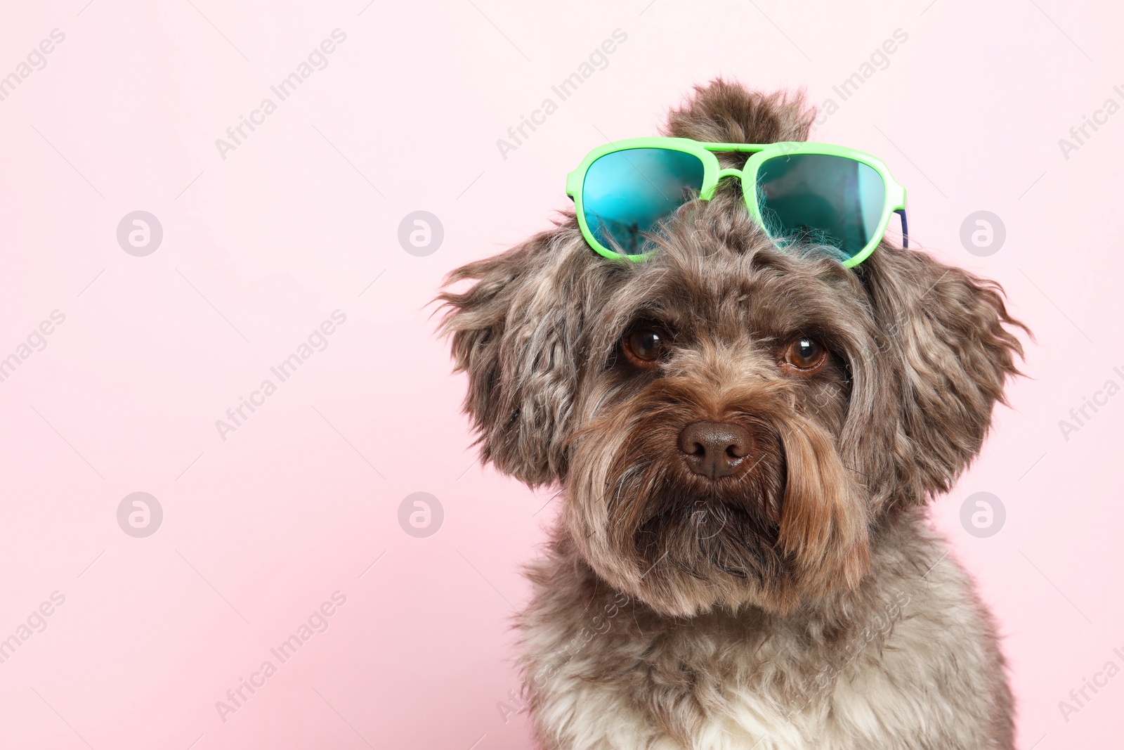 Photo of Cute Maltipoo dog with sunglasses on pink background, space for text. Lovely pet