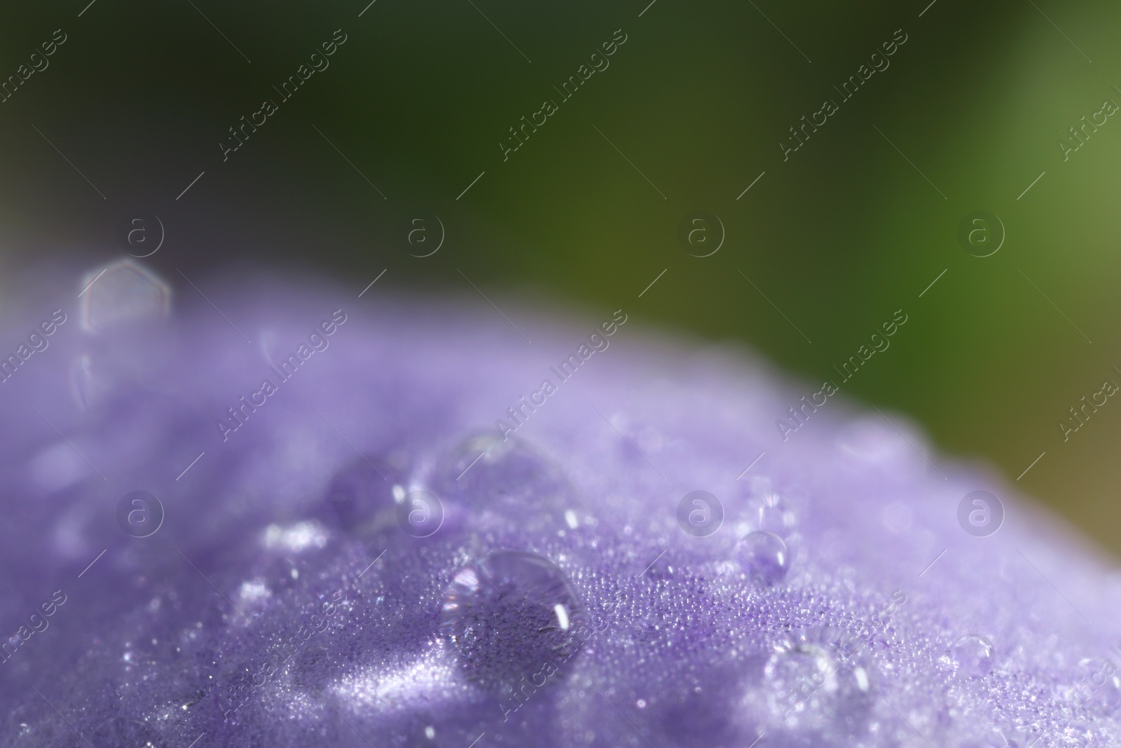 Photo of Beautiful flower with water drops, macro view