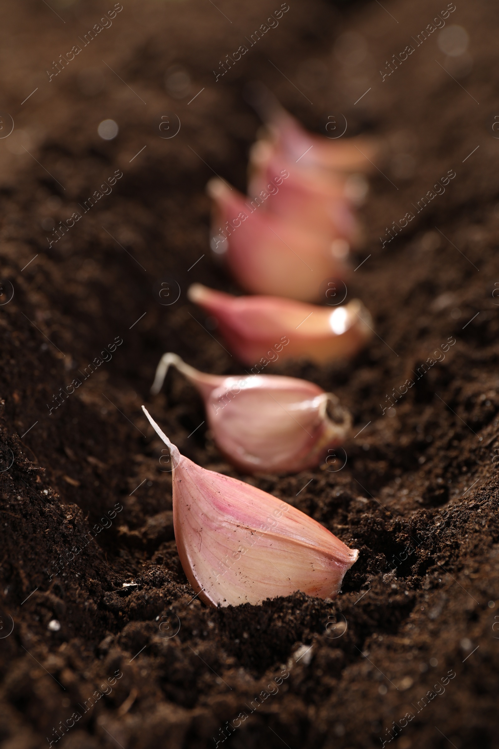 Photo of Garlic cloves in fertile soil, closeup. Vegetable planting