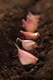 Garlic cloves in fertile soil, closeup. Vegetable planting