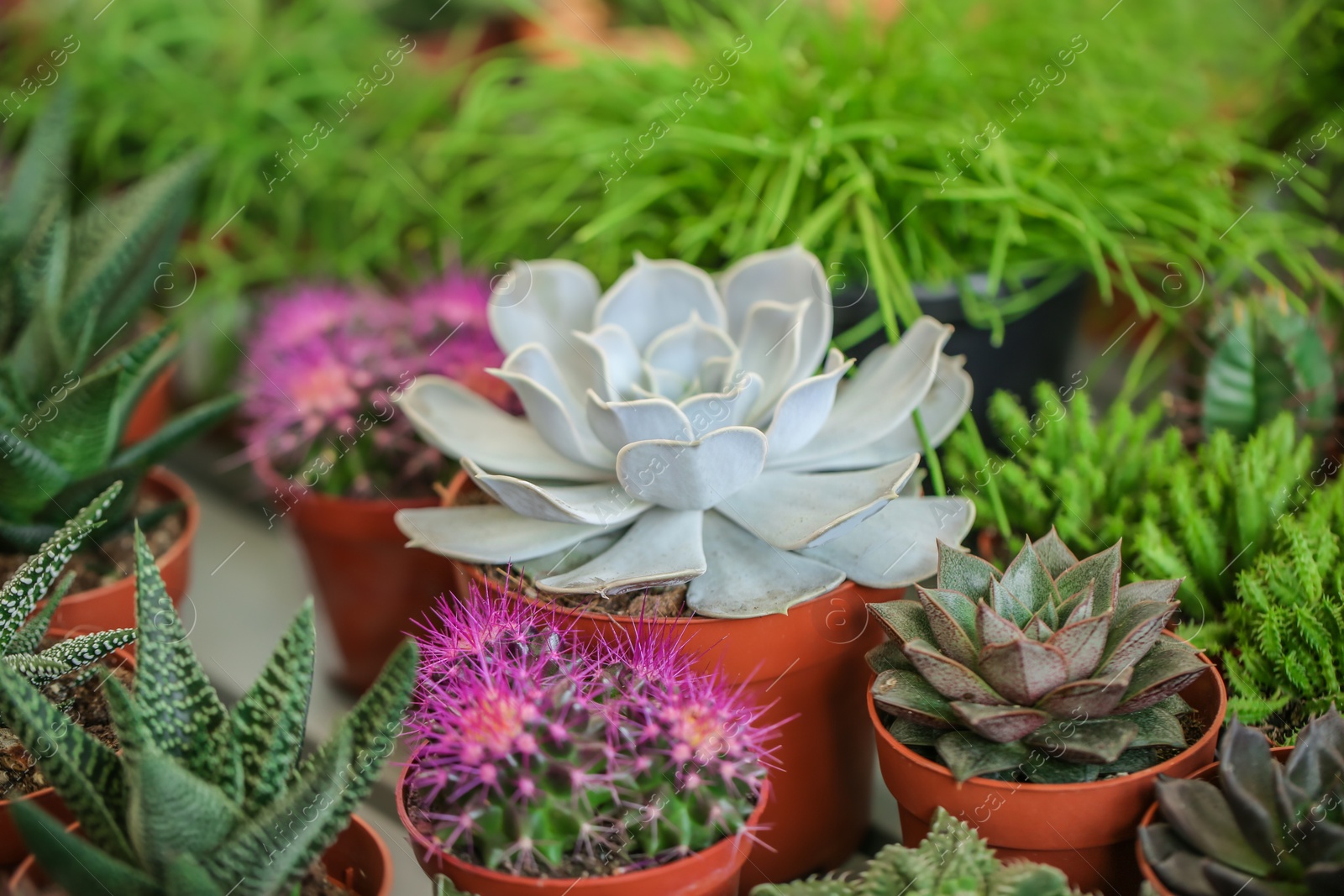 Photo of Pots with beautiful cacti and echeverias, closeup. Tropical flowers