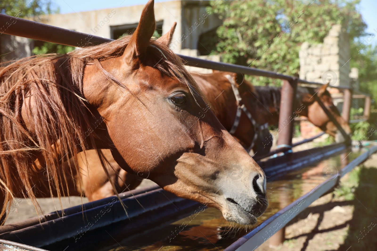 Photo of Chestnut horses at fence outdoors on sunny day, closeup. Beautiful pet