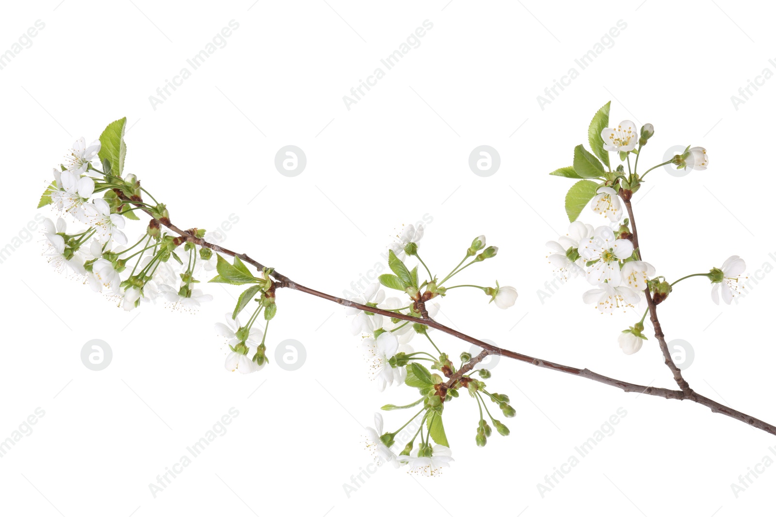 Photo of Spring branch with beautiful blossoms and leaves isolated on white