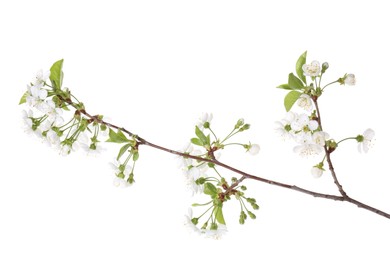 Photo of Spring branch with beautiful blossoms and leaves isolated on white