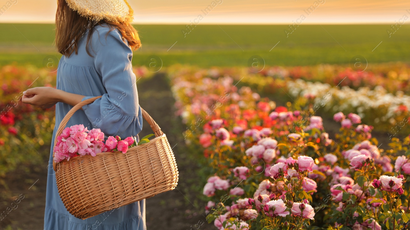 Photo of Woman with basket of roses in beautiful blooming field, closeup