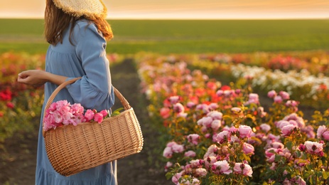 Woman with basket of roses in beautiful blooming field, closeup