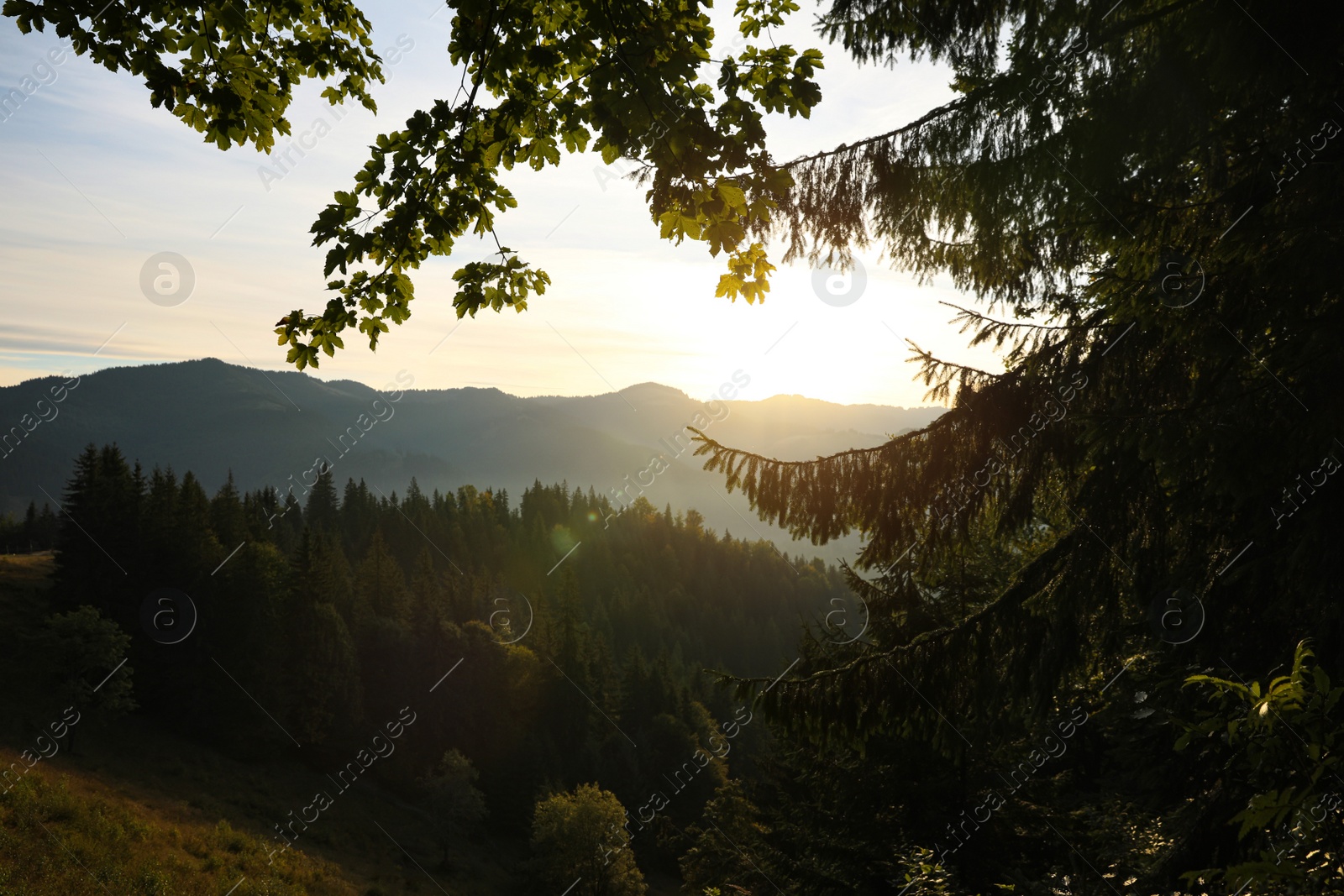 Photo of Picturesque view of mountain landscape with forest at sunrise