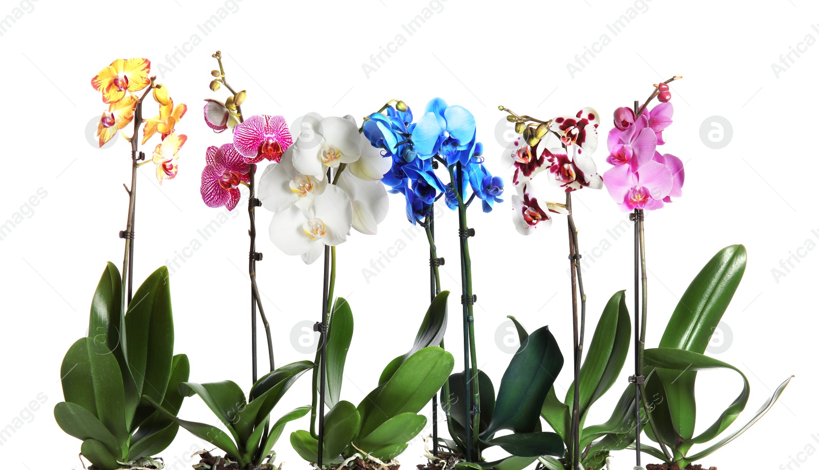 Photo of Beautiful tropical orchid flowers on white background