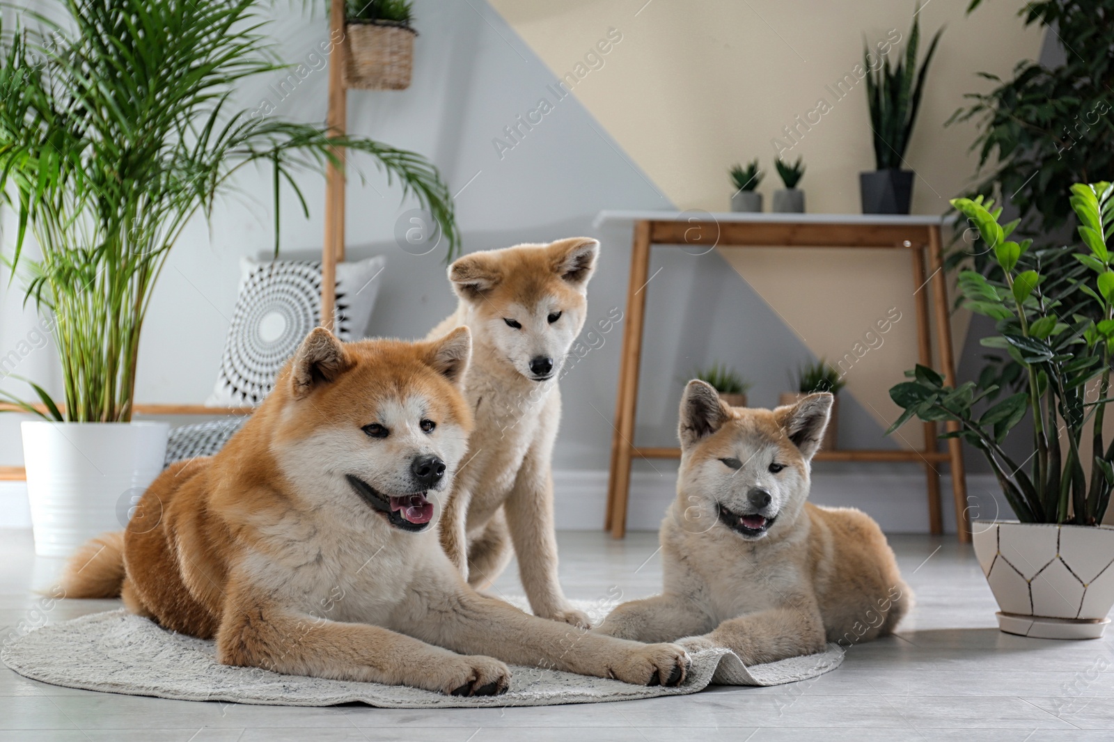 Photo of Cute Akita Inu dogs in room with houseplants