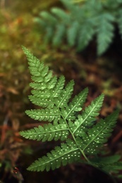Photo of Fresh green fern leaves in dark forest, closeup