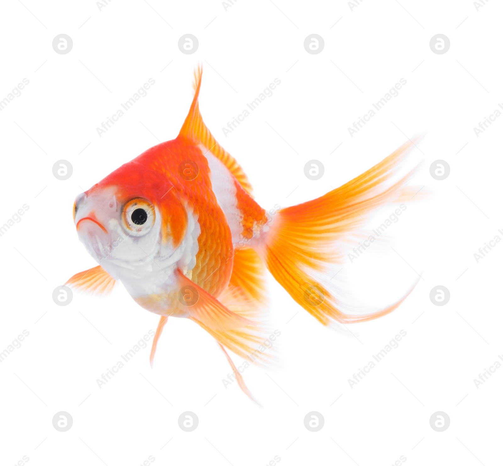 Photo of Beautiful bright small goldfish isolated on white