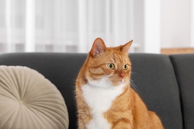 Cute fluffy ginger cat sitting on sofa at home