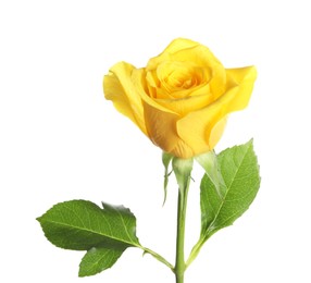 Photo of One beautiful yellow rose isolated on white