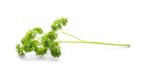 Photo of Fresh green curly parsley on white background