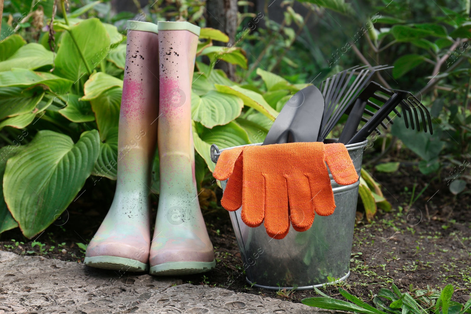 Photo of Metal bucket with gloves, gardening tools and rubber boots near plants outdoors