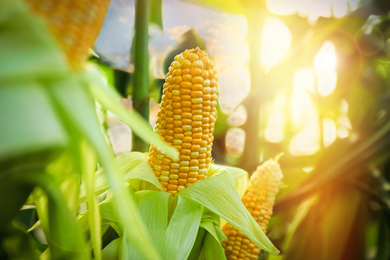 Sunlit corn field with ripening cobs, closeup view