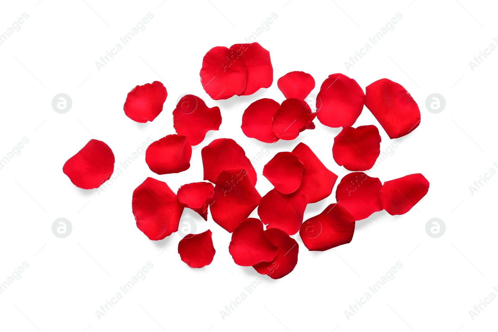 Photo of Many red rose petals on white background, top view