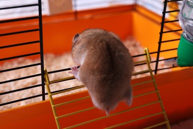 Cute fluffy hamster climbing into cage door