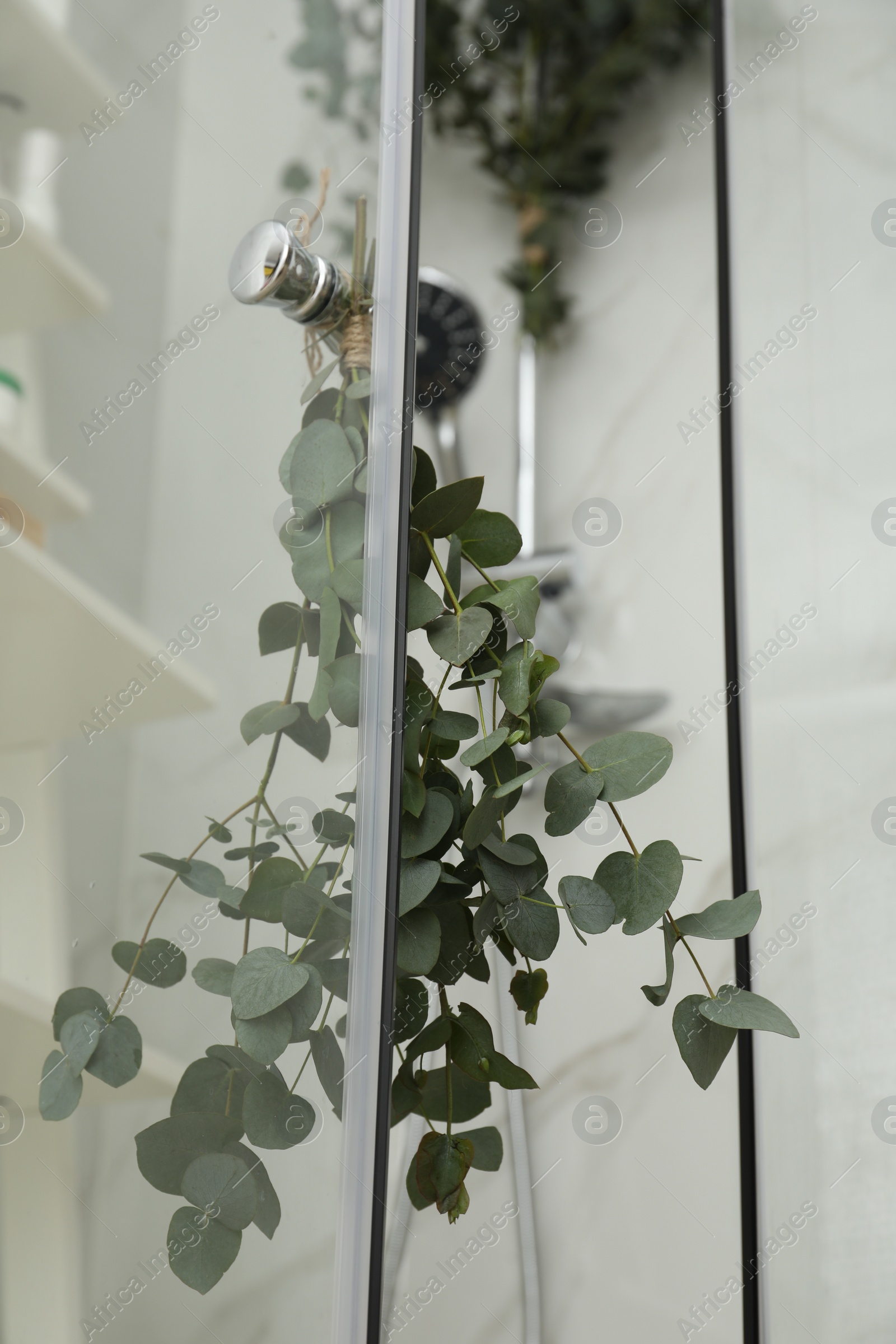 Photo of Branches with green eucalyptus leaves in shower