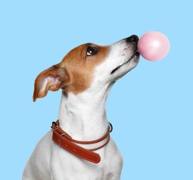 Image of Adorable Jack Russell terrier blowing bubble gum on light blue background