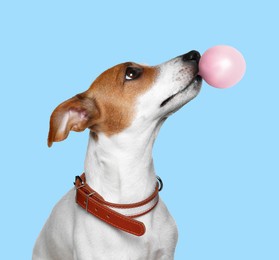 Adorable Jack Russell terrier blowing bubble gum on light blue background