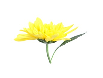 Beautiful yellow chrysanthemum flower isolated on white