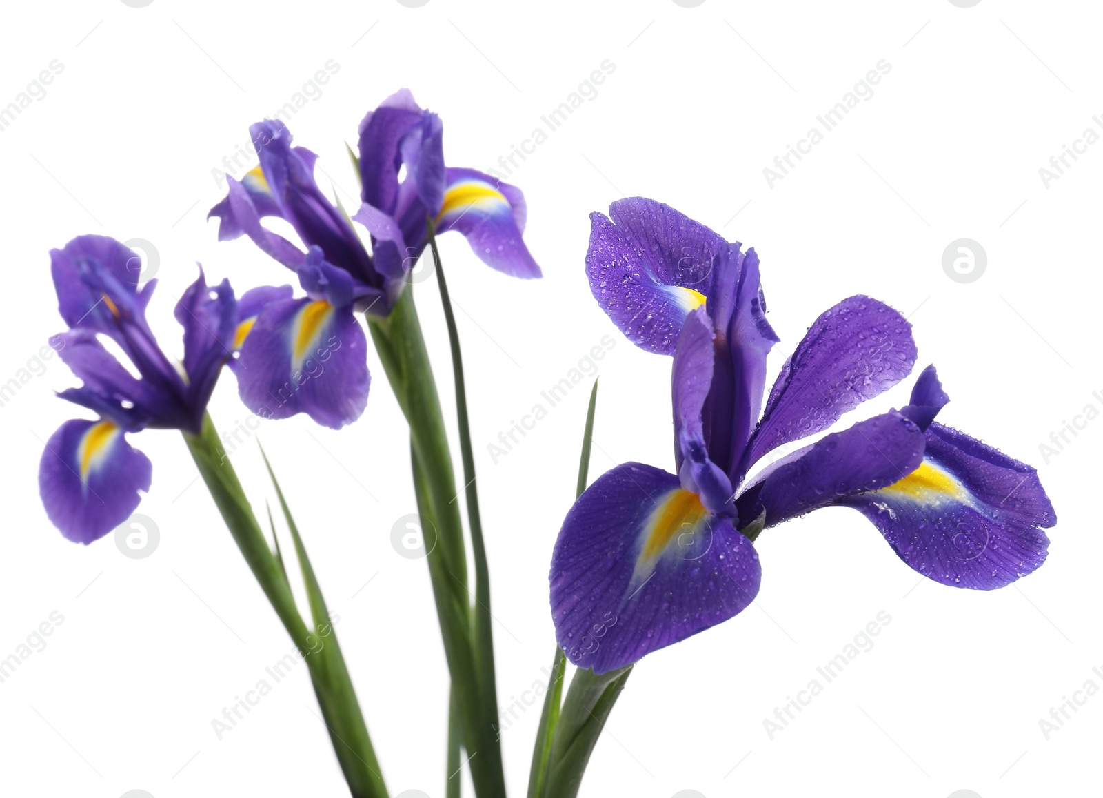 Photo of Beautiful violet iris flowers with water drops isolated on white