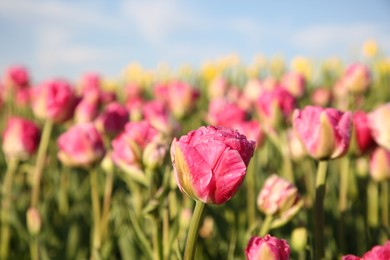 Photo of Beautiful pink tulip flowers growing in field on sunny day, closeup