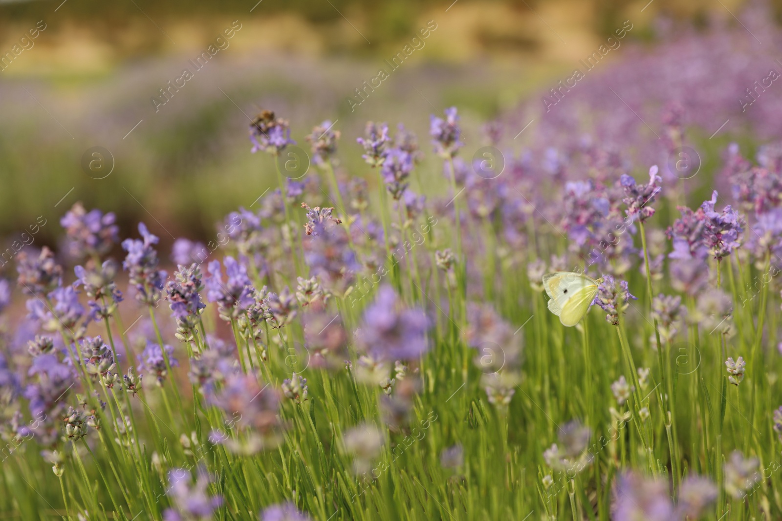 Photo of Beautiful butterfly in blooming lavender field on summer day, closeup