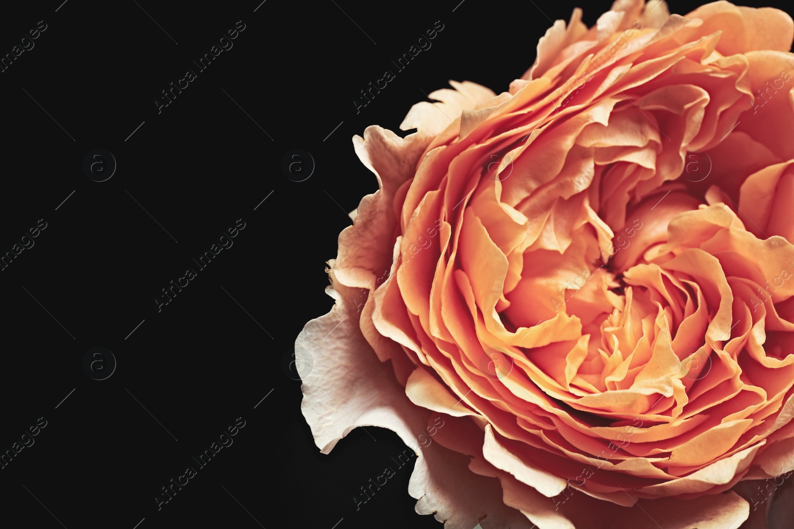 Photo of Beautiful rose on black background, closeup. Floral card design with dark vintage effect