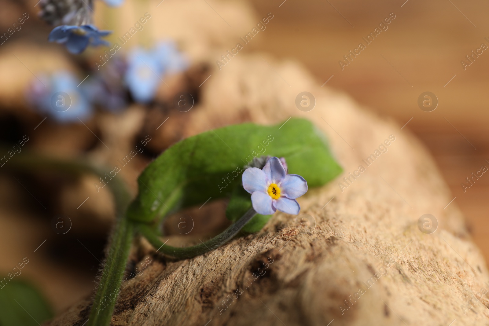 Photo of Beautiful forget-me-not flowers on piece of decorative wood, closeup