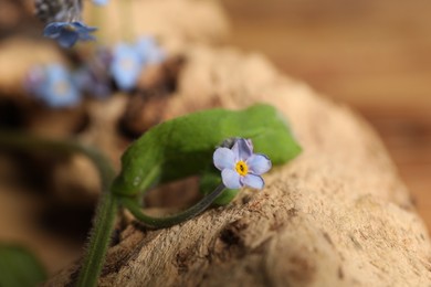 Photo of Beautiful forget-me-not flowers on piece of decorative wood, closeup