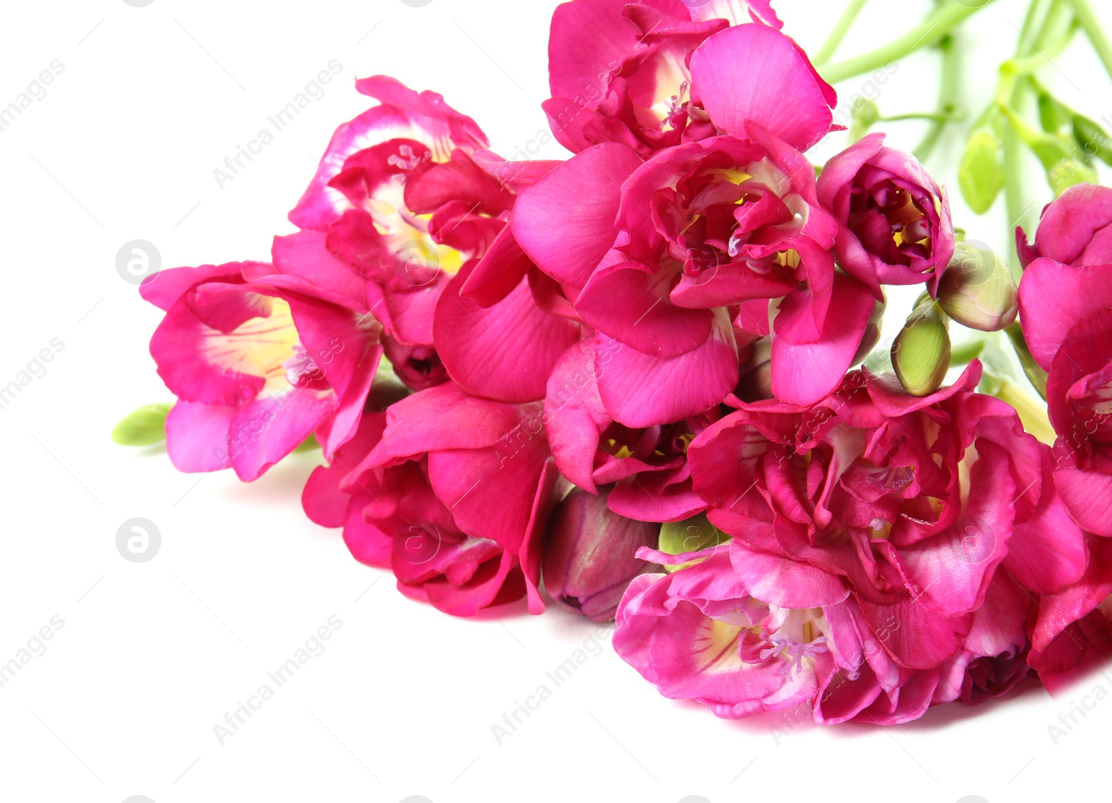 Photo of Beautiful spring freesia flowers isolated on white